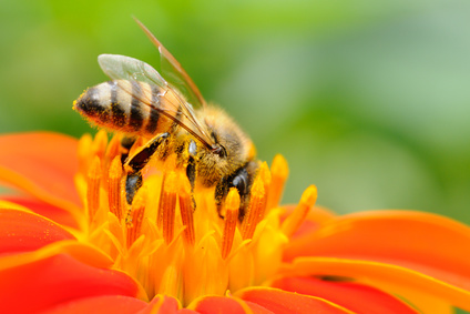 Miniaturka produktu - Pyłek kwiatowy pszczeli, 