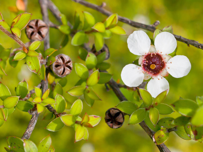 Produkt - Olejek Manuka