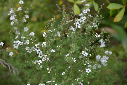 Produkt - Olejek Manuka