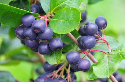 Produkt - Aronia