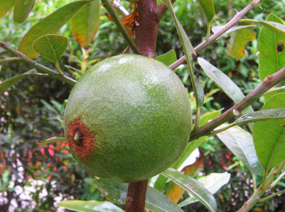 Produkt - Lucuma